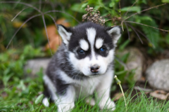 Cute Pomsky Pup