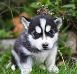 Husky and Pomeranian Mix Puppies For Sale - Puppy Love PR