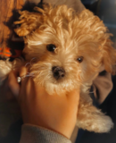Cute Maltepoo Poodle Mix Pup Cute Maltepoo Poodle Mix Pup