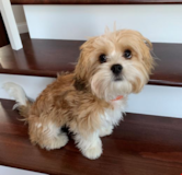 Cute Cavachon Pup