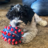 Cute Australian Poodle Mix Pup Cute Australian Poodle Mix Pup