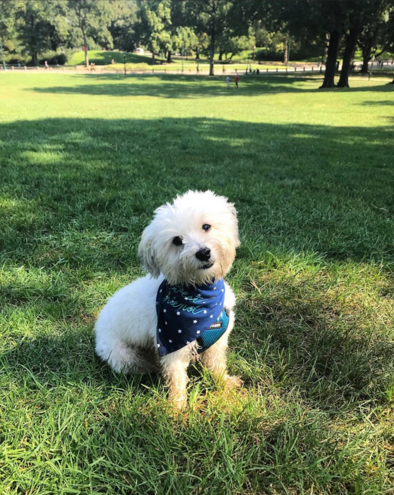 Havanese Being Cute