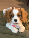 Cute Cavalier King Charles Spaniel Purebred Pup Cute Cavalier King Charles Spaniel Purebred Pup