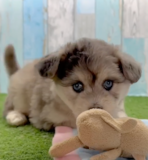 Smart Mini Pomskydoodle Pup