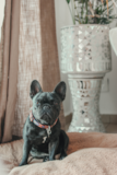 Cute Frenchie Purebred Pup Cute Frenchie Purebred Pup