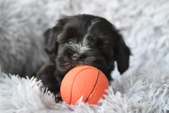 Cute Havanese Purebred Pup