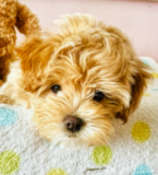 Maltipoo Being Cute Maltipoo Being Cute