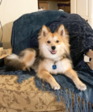 Cute Mini Husky Designer Pup Cute Mini Husky Designer Pup