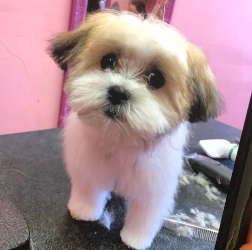 Cute Shit Designer Pup