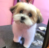 Cute Shit Designer Pup Cute Shit Designer Pup