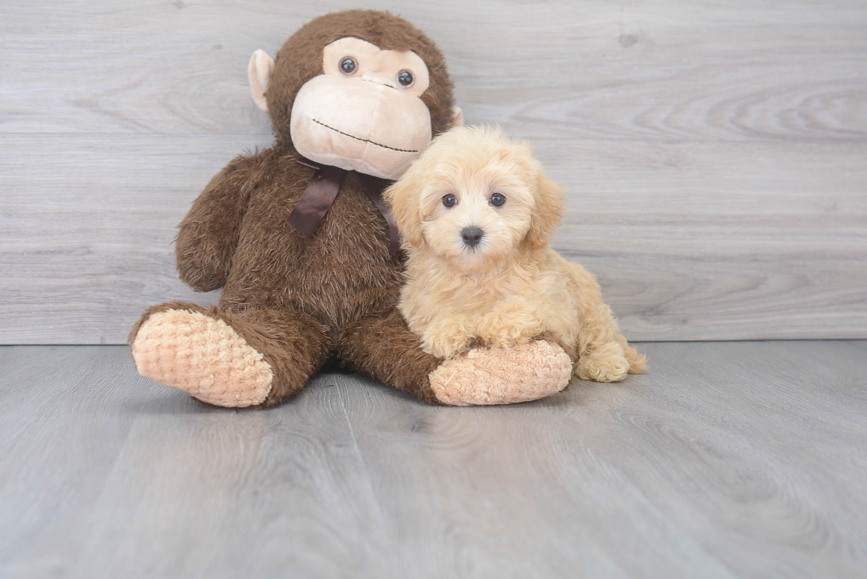Best Maltipoo Baby