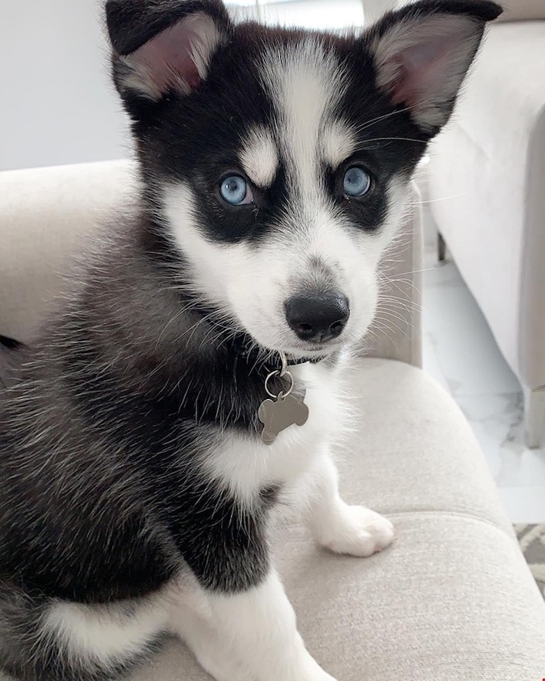 Cute Mini Husky Designer Pup