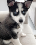 Cute Mini Husky Designer Pup