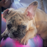 Cute Frenchie Purebred Pup Cute Frenchie Purebred Pup