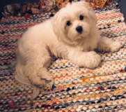Cute Maltese Purebred Pup Cute Maltese Purebred Pup