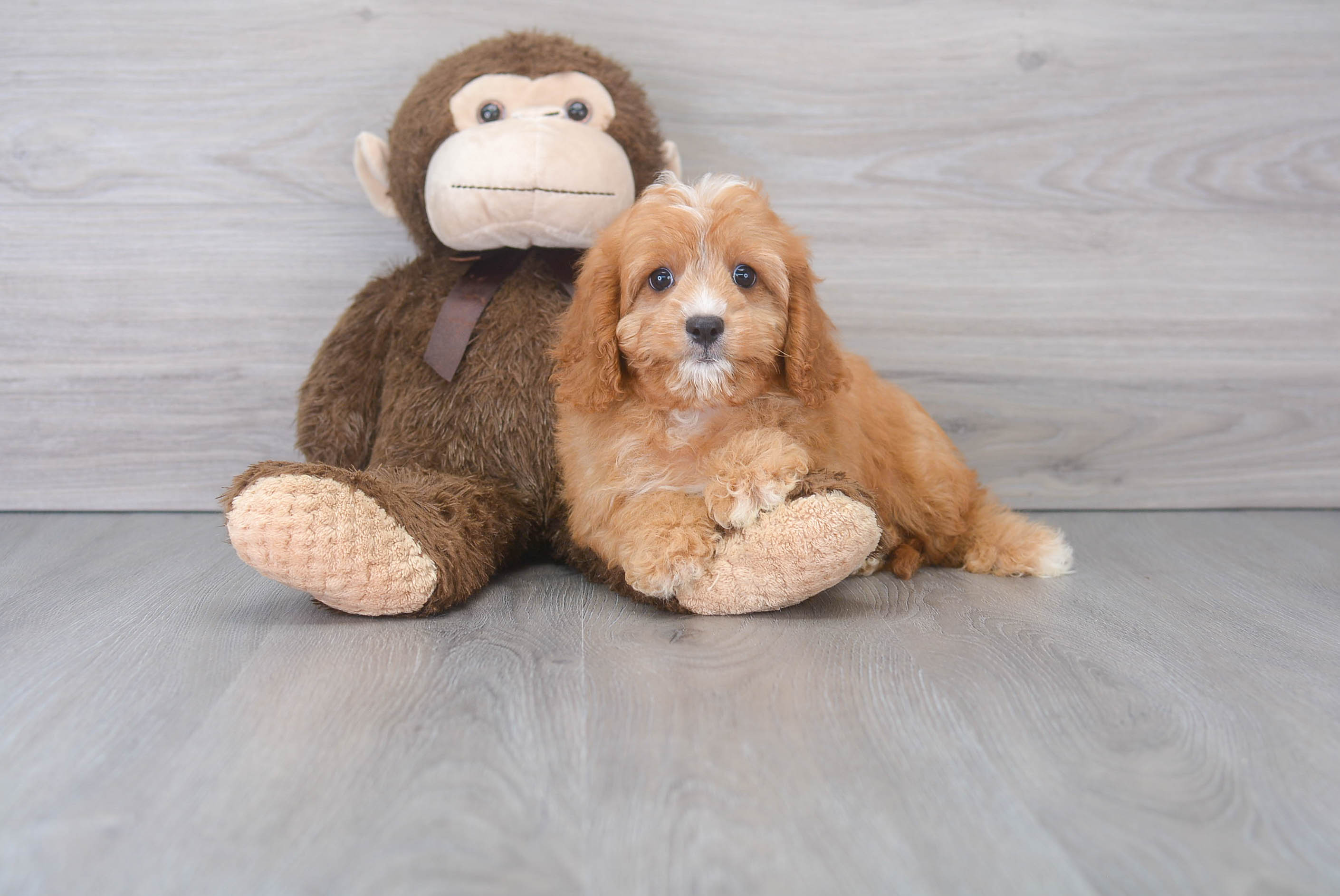 Cavapoo Puppy for Adoption