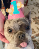 Cute Frenchie Purebred Pup Cute Frenchie Purebred Pup