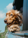 Cocker Spaniel Being Cute