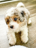 Cute Aussiechon Designer Pup