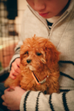 Cute Cavalier Poodle Mix Pup