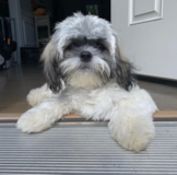 Cute Teddy Bear Designer Pup Cute Teddy Bear Designer Pup