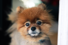 Pomeranian Being Cute