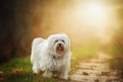 Cute Havanese Pup