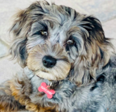 Cute Cockapoo Pup Cute Cockapoo Pup