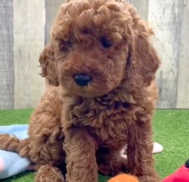 Irishdoodle Puppies For Sale - Puppy Love PR