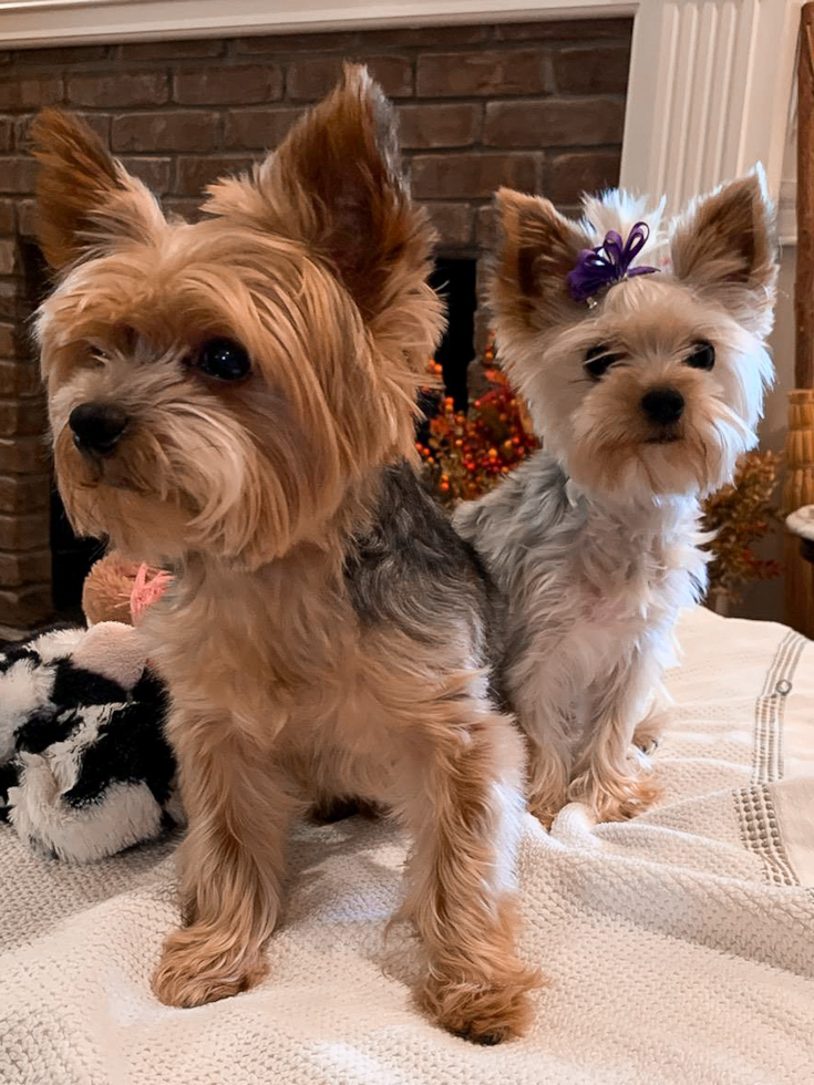 Cute Yorkshire Terrier Pup
