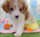 Cute Yorkie Poodle Mix Poodle Mix Pup