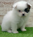 Cute Shih Pom Designer Pup