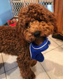 Cute Cockapoo Pup Cute Cockapoo Pup