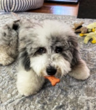 Cute English Sheep Poodle Mix Pup Cute English Sheep Poodle Mix Pup