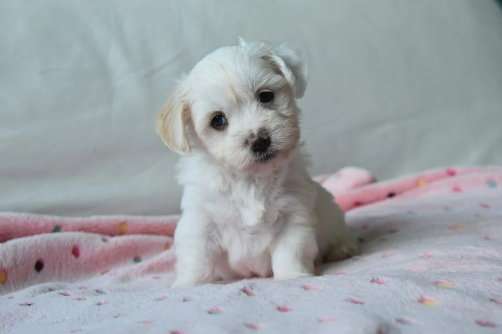 Cute Havanese Purebred Pup