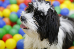 Cute Havanese Pup