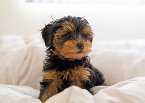 Cute Yorkie Doodle Poodle Mix Pup