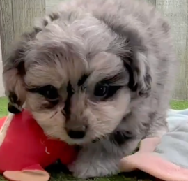 Bichonaranian Puppies For Sale - Puppy Love PR