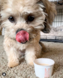 Cute Teddy Bear Pup Cute Teddy Bear Pup