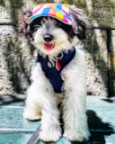 Cute Havapoo Pup Cute Havapoo Pup