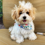 Maltipoo Being Cute Maltipoo Being Cute