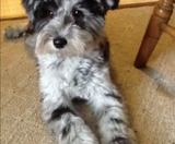 Mini Schnoodle Puppies For Sale Puppy Love PR