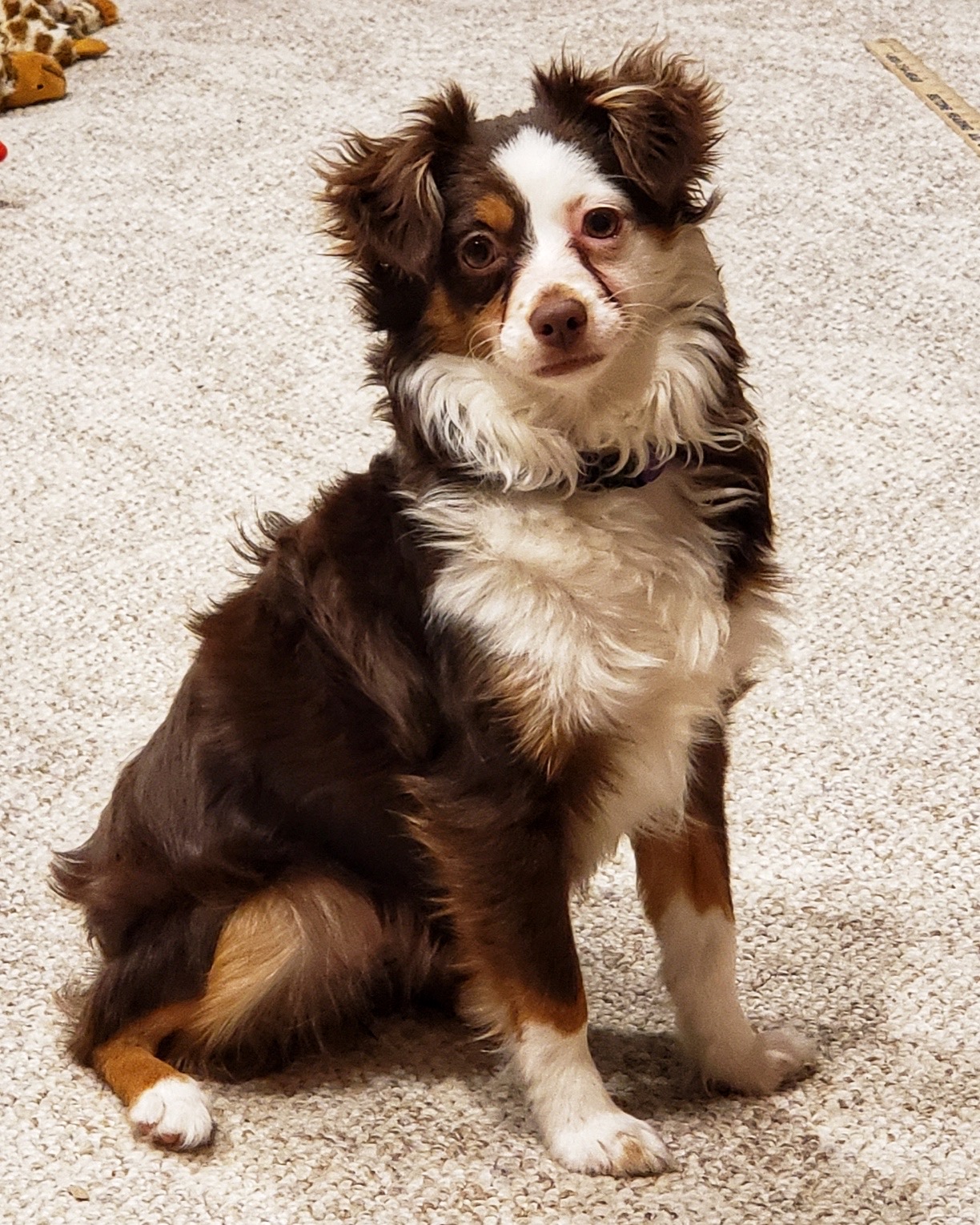 adult mini australian shepherd for sale