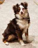 Cute Miniature Austrailian Shepherd Purebred Pup
