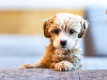 Maltipoo Being Cute