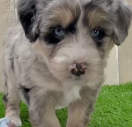 Husky Poo Puppies For Sale - Puppy Love PR