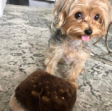Cute Yorkie Designer Pup Cute Yorkie Designer Pup