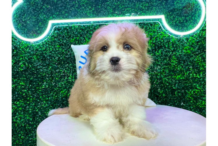 Meet Abbott - our Aussiechon Puppy Photo 1/4 - Puppy Love PR Aussiechon Puppy for Adoption