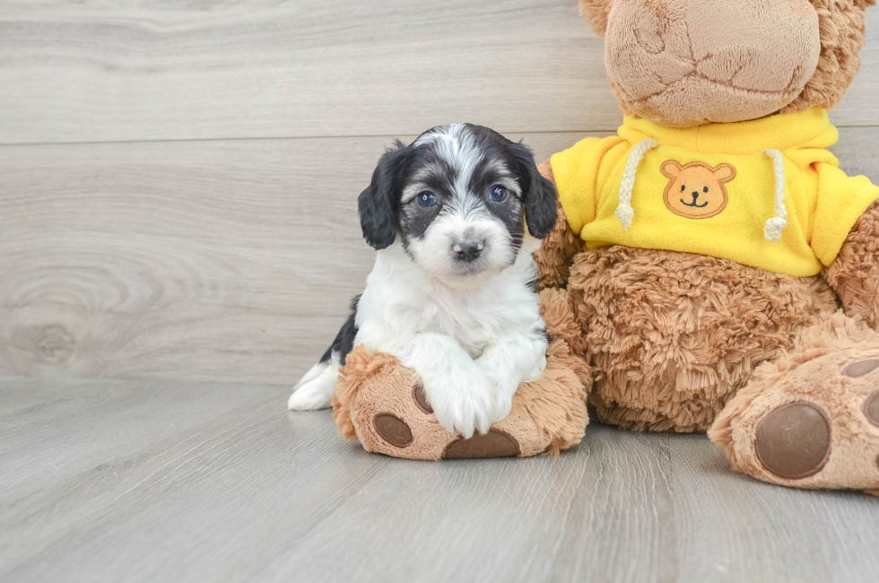 6 week old Aussiechon Puppy For Sale - Puppy Love PR