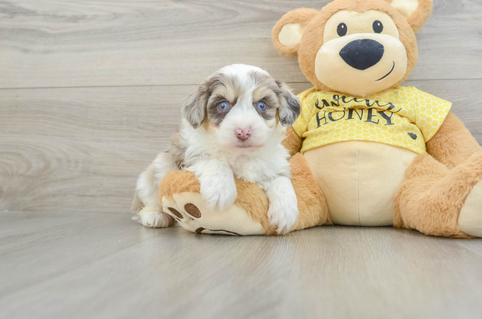 5 week old Aussiechon Puppy For Sale - Puppy Love PR